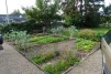 Jardin potager
